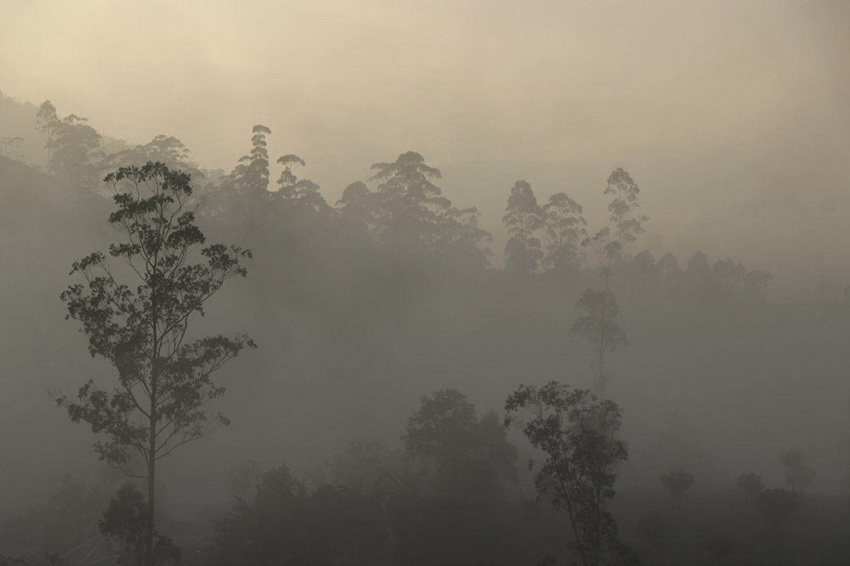 Mist 6