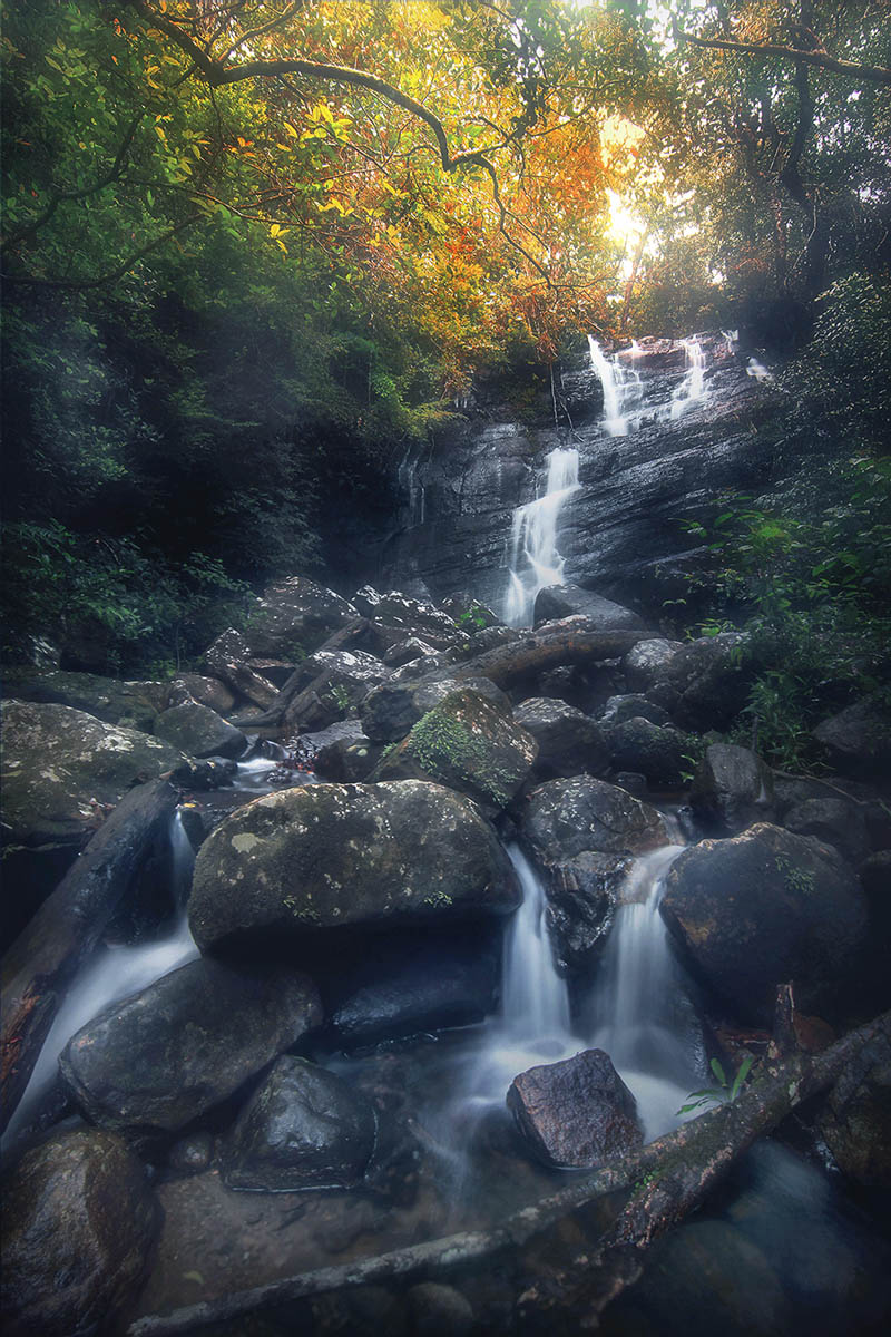 Forest 2