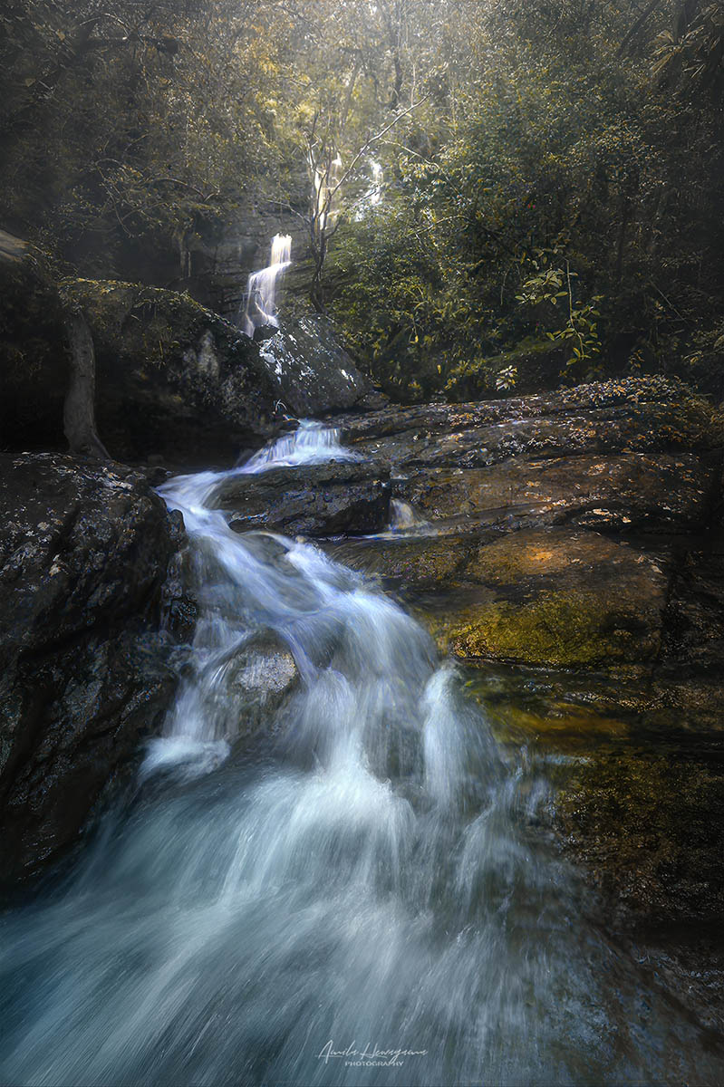 Forest 3