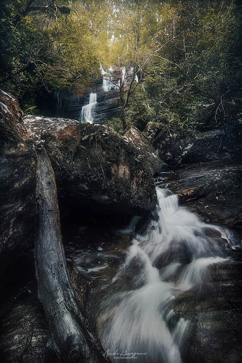 Forest 5