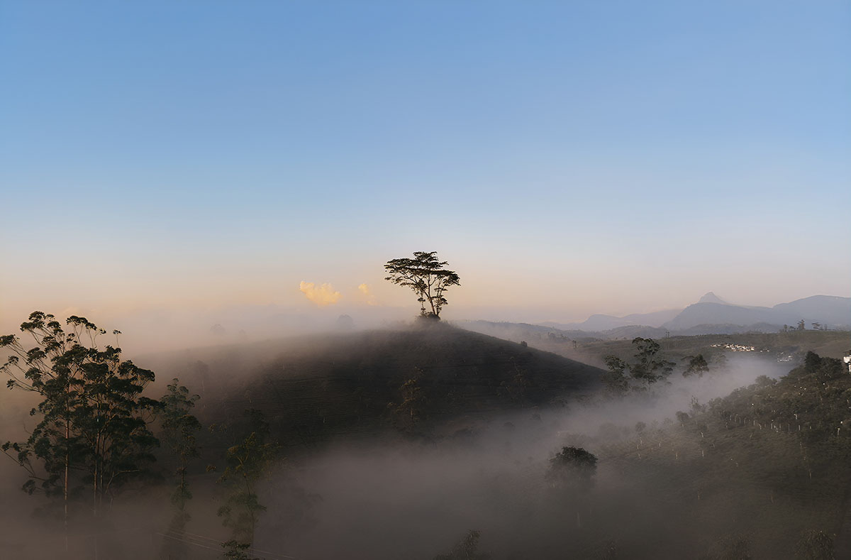 Landscape 10