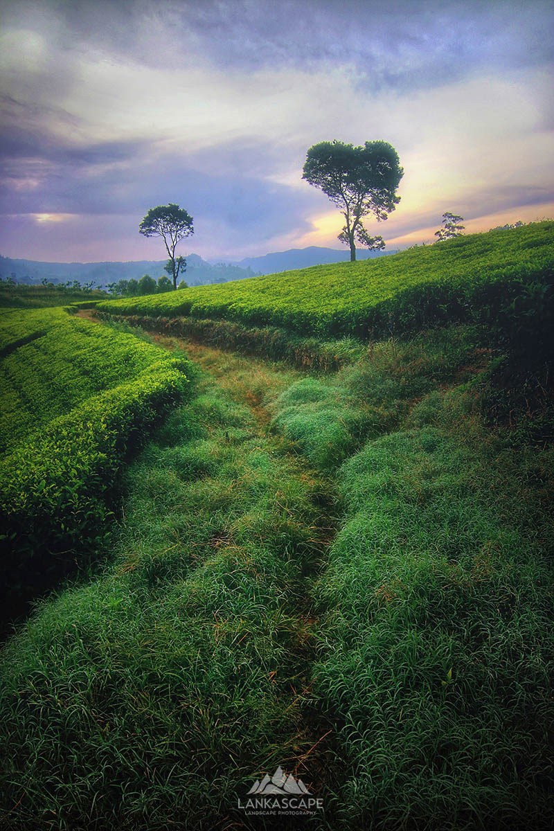 Landscape 16