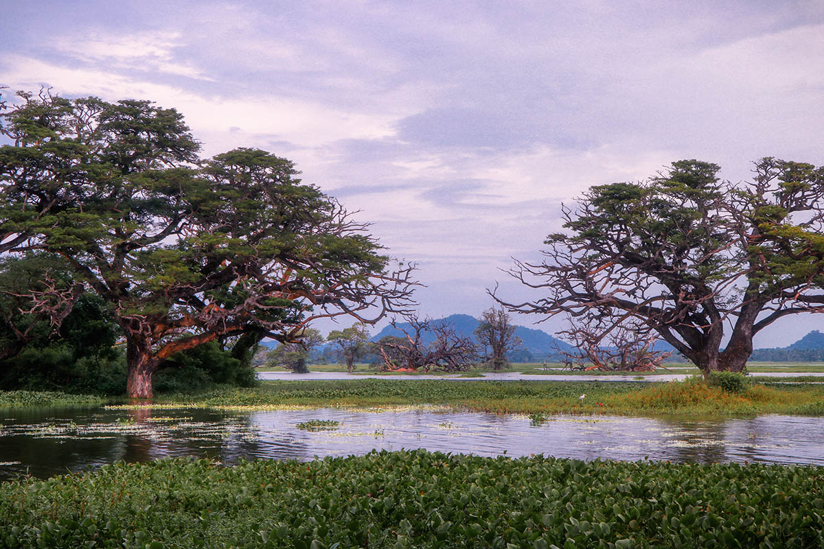 Landscape 20