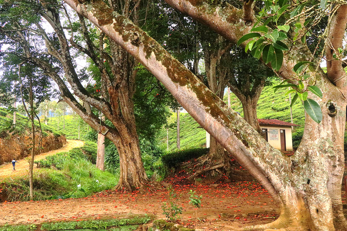Countryside 2