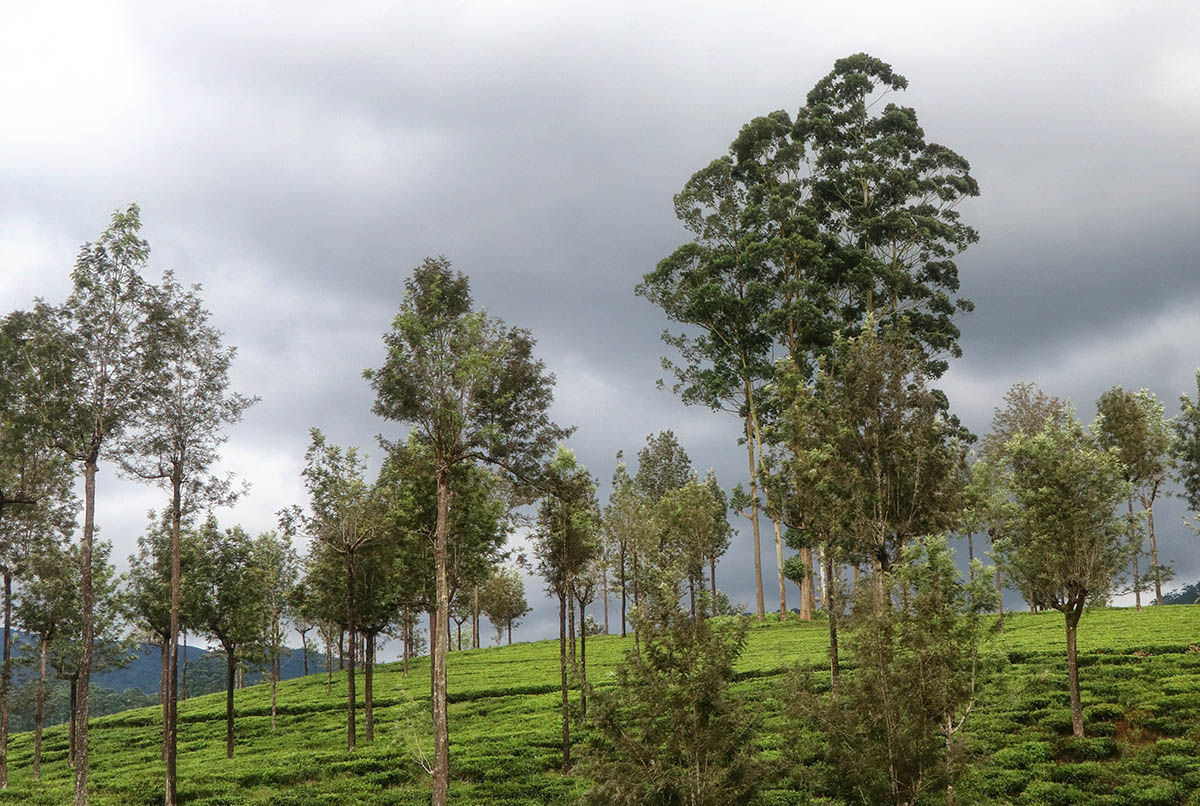 Countryside 6
