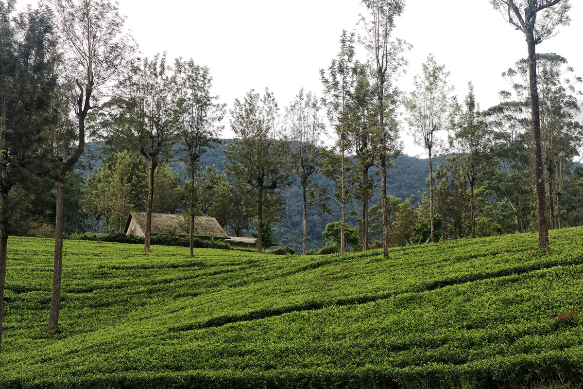 Countryside 7