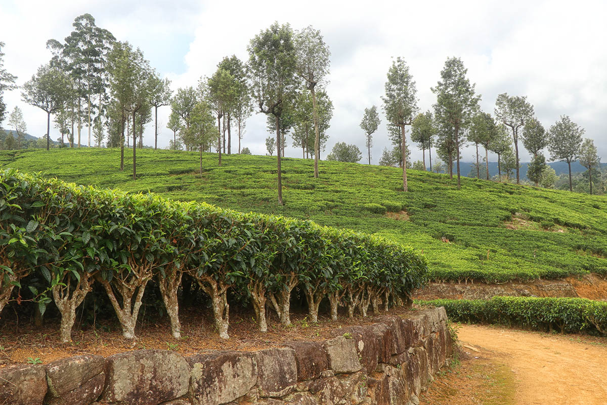 Countryside 4
