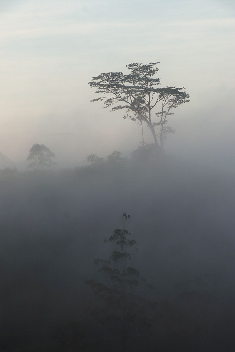 Nature 10
