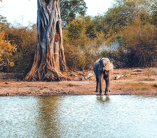 Nature Photography by Lankascape